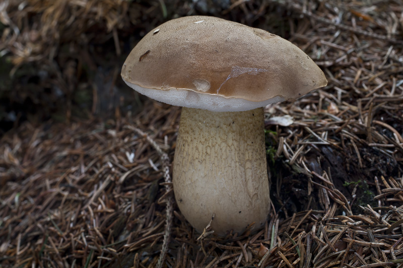 Tylopilus felleus